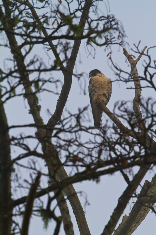 Peregrine Falcon